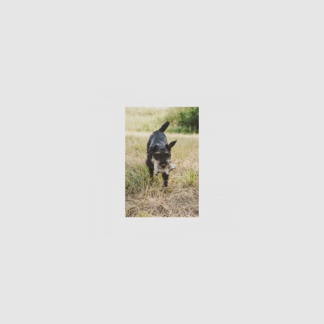 Farm-Land Cochon en Latex, image 6 sur 7