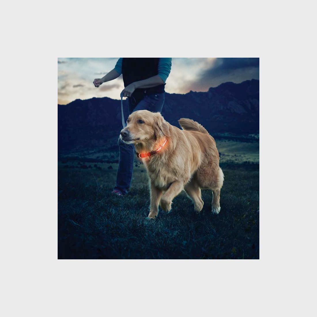 NITE DAWG LED HUNDEHALSBAND - L