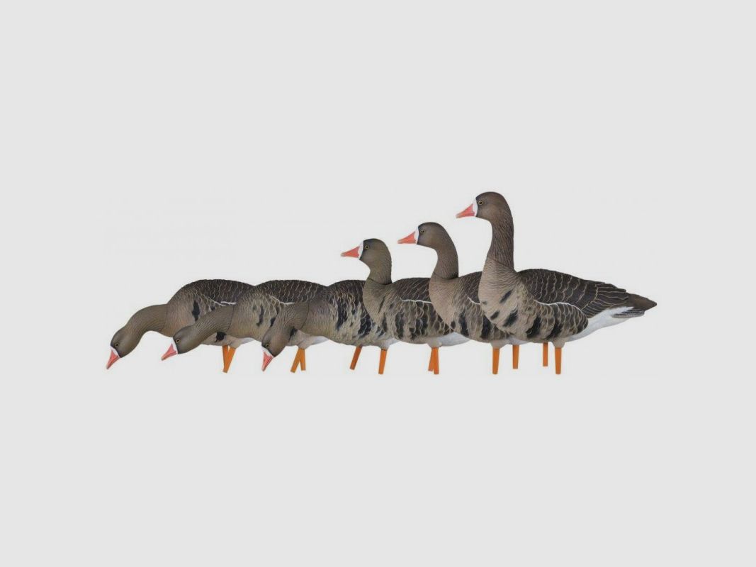 KIT Formen Avian-X Gans Lombardella Full Body 9014, Bild 2 von 5