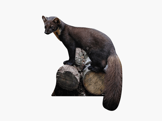 Support pour animaux Baummarder