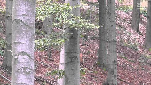 Hirschjagd in Thüringen II / Roaring red stags in Thuringia II