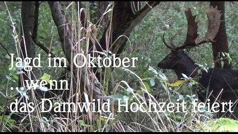 Jagd im Oktober Damwildbrunft