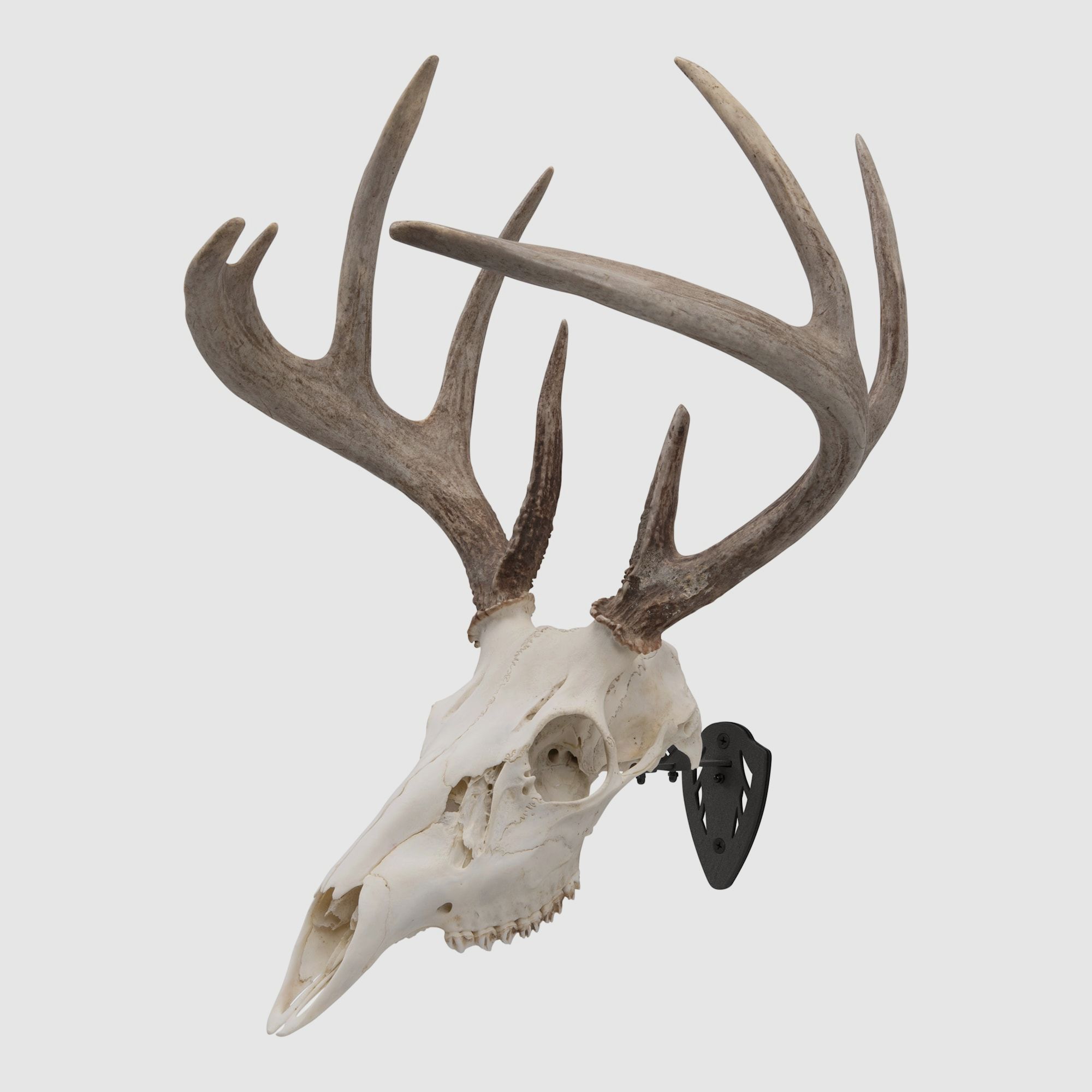 EZ Mount Trophäenhalter Schwarz