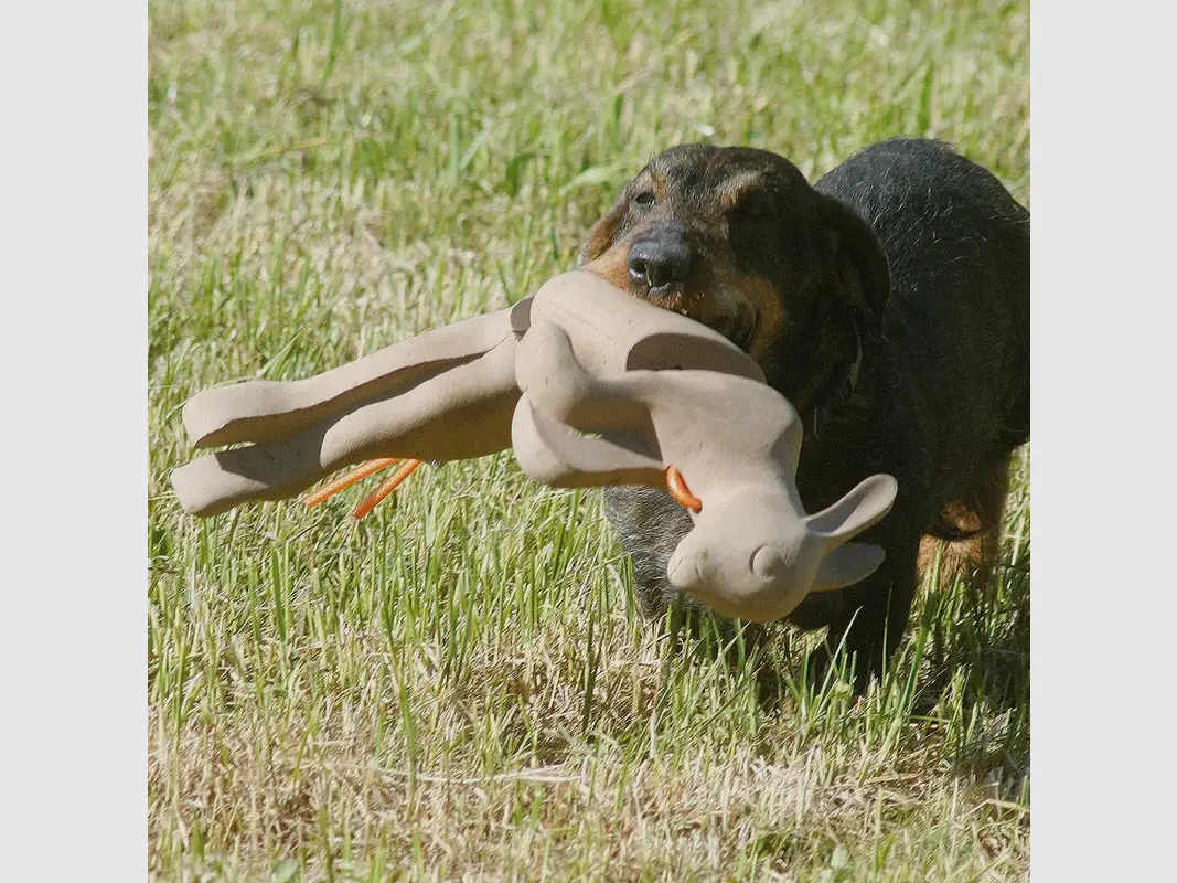 Waidwerk Lapin de rapport