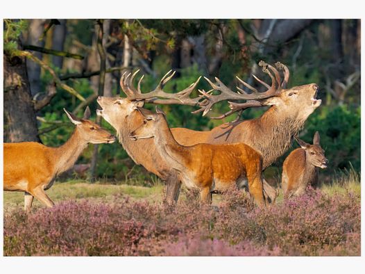 Refrigerator magnet deer
