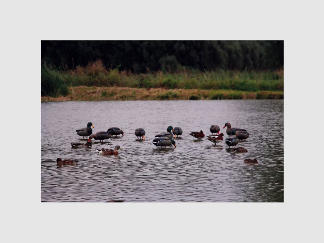 Female mallard decoy with straight neck on steel base, image 3 of 5