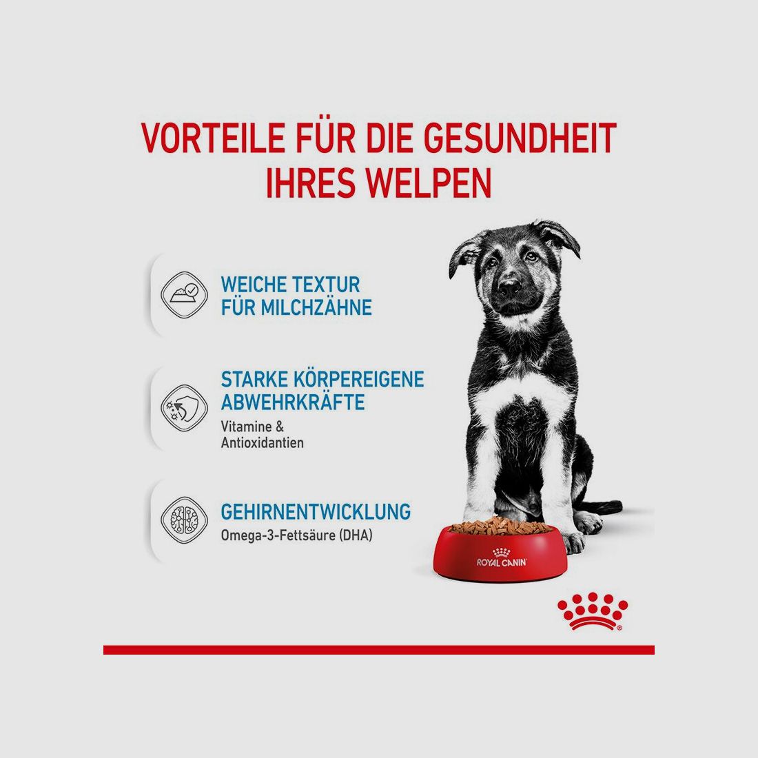 ROYAL CANIN Große Hunde Nassfutter Maxi Welpen bis zum 15. Monat 10x140 g