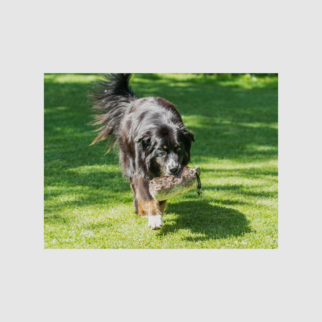 Farm-Land Dummy para Perros de Piel Completa, imagen 3 de 3