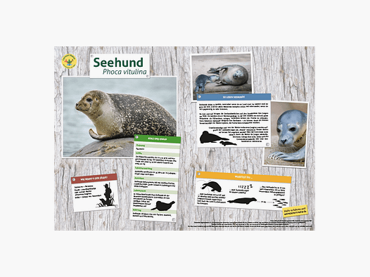 Lieu d'apprentissage Nature Tableau des animaux DIN A3 Phoque