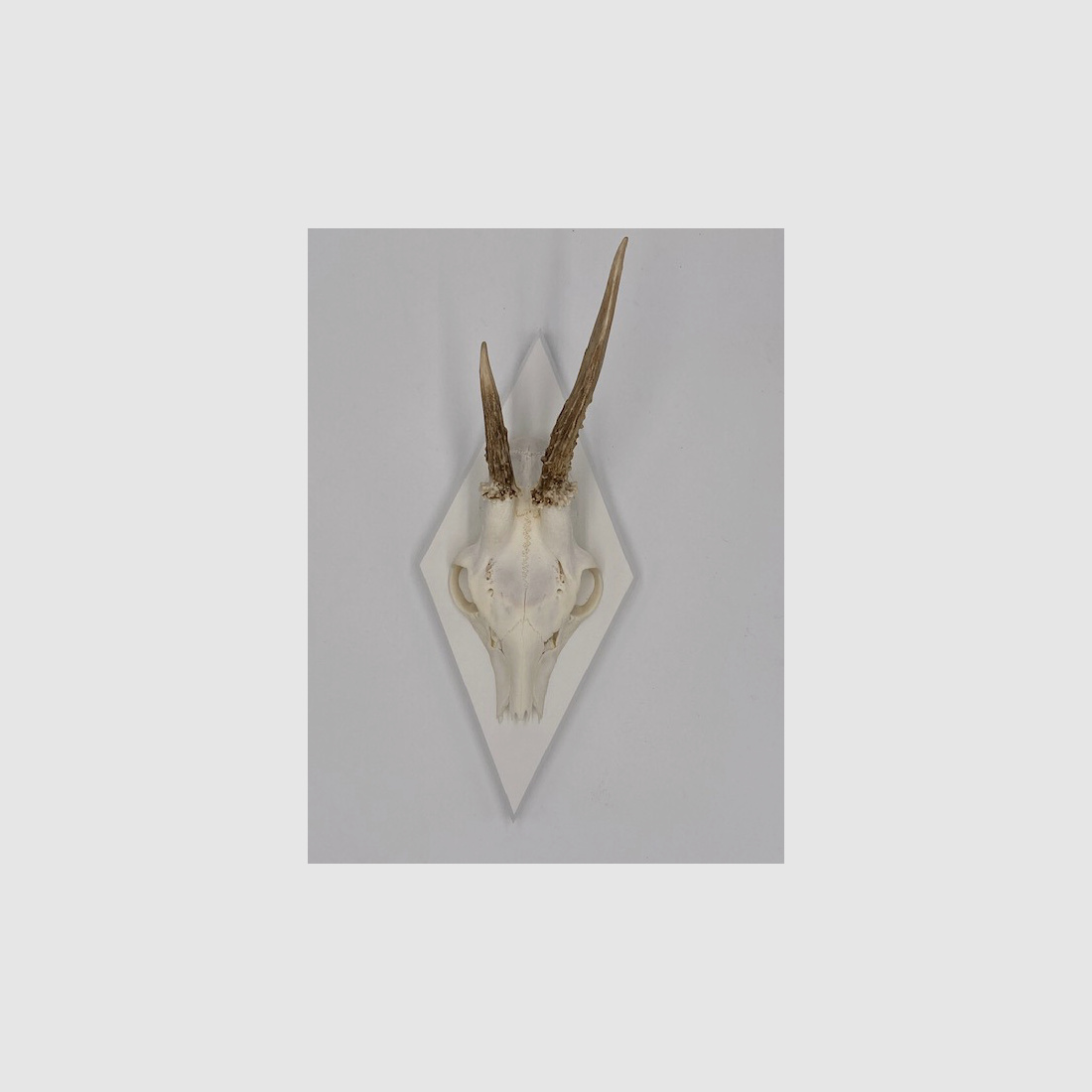 Horn board - trophy board roe deer Waldemar - color black, gray or white