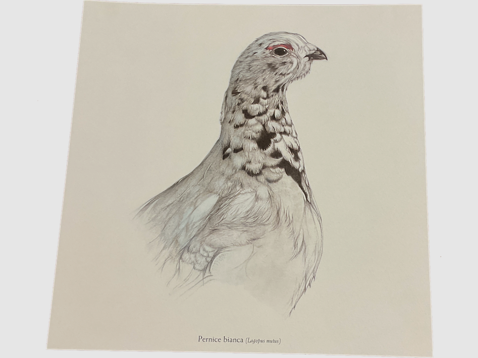 Beretta – WILD PRINTS VOOR VIERKANTEN, afbeelding 10 van 12