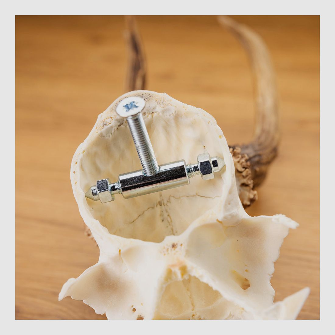 Morsetto e vite per corna di capriolo - 2 pezzi