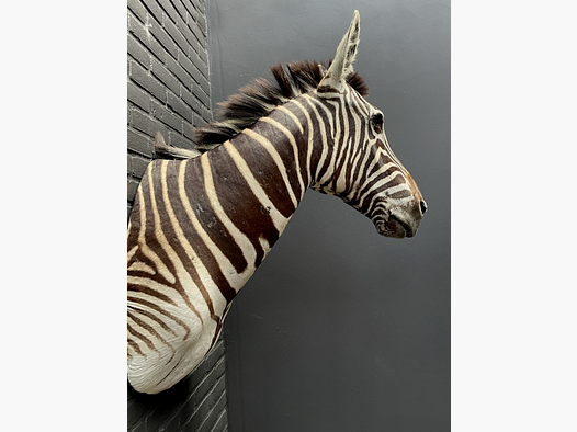 Schulterpräparat Zebra