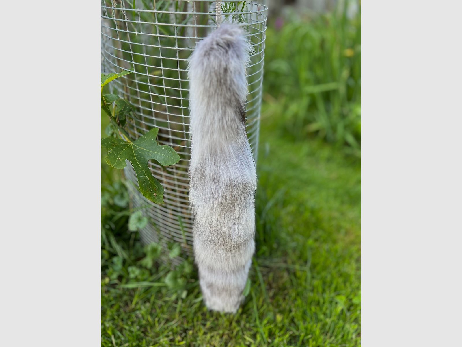 Real polar fox tail with keychain