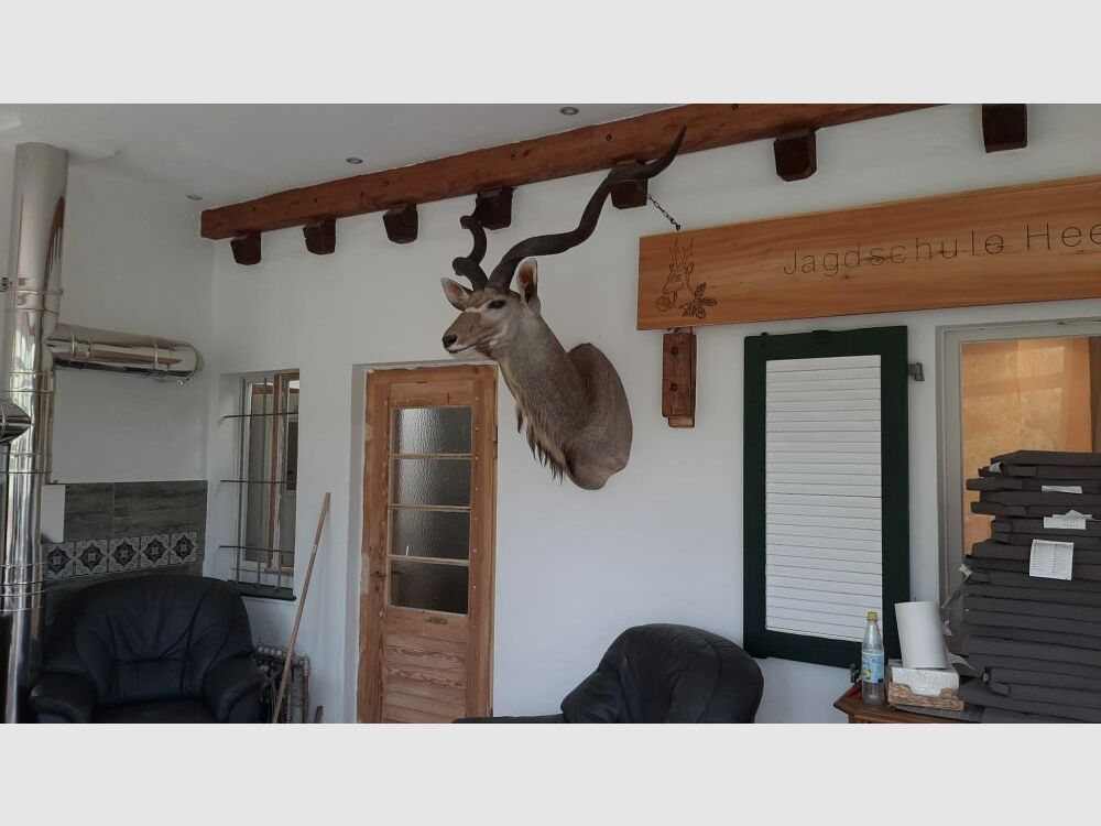 Kudu trofee Afrika beursstand decoratie preparaat taxidermie