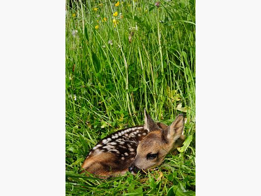 Planting seed for deer and hare garden mixture