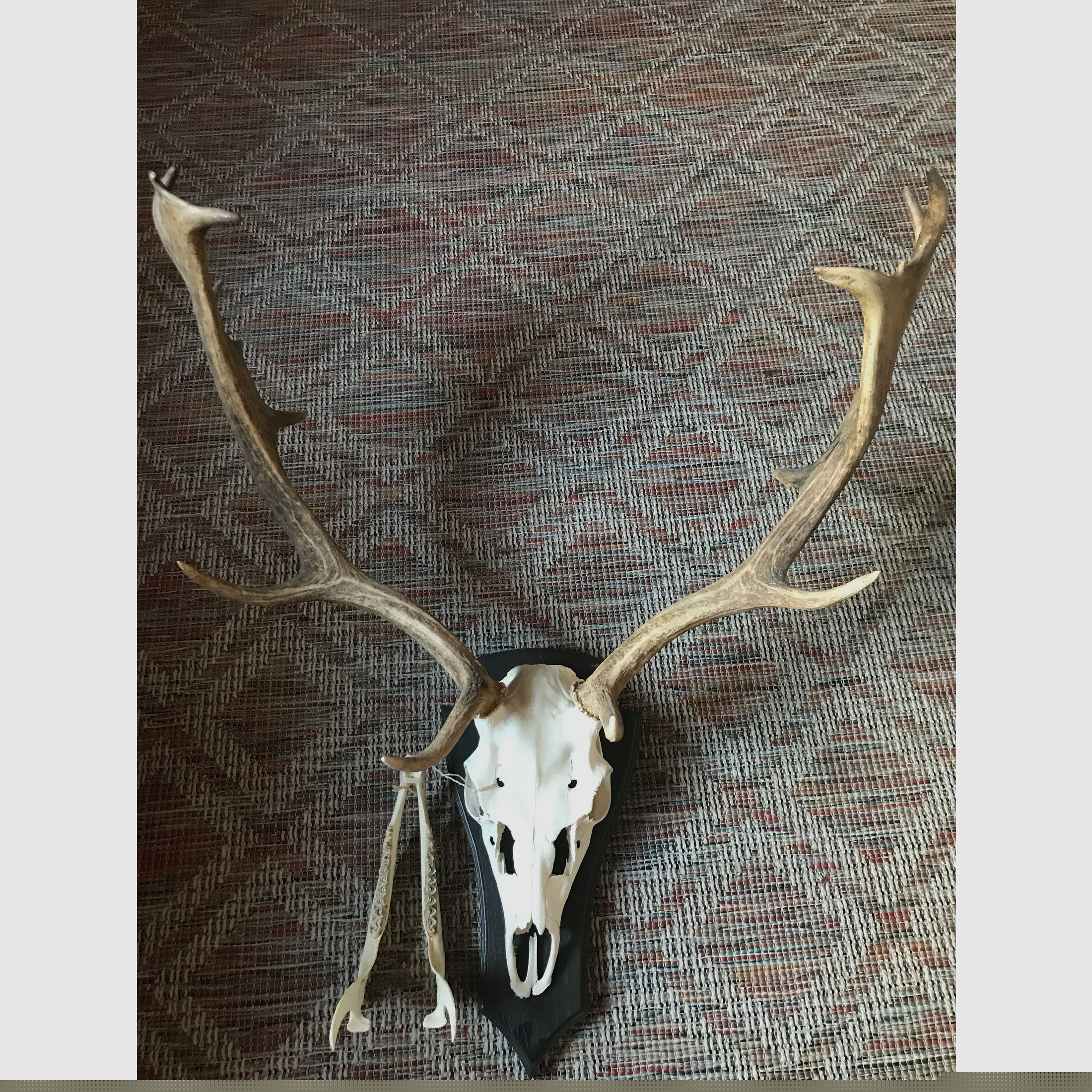 Damhirsch Aufgesetzt