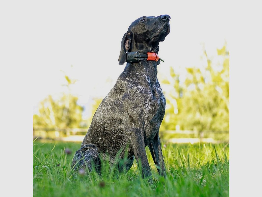 Dogtrace GPS X30, afbeelding 57 van 65