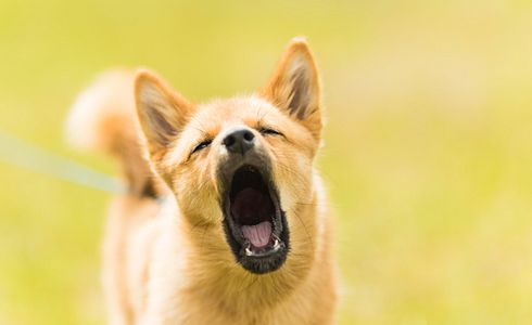 Unruhige Hunde beruhigen - so gehts!