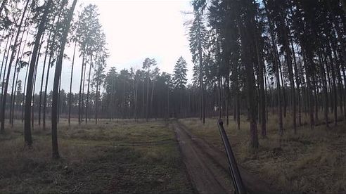 Sika Hirsch bei Riegeljagd in Tschechien