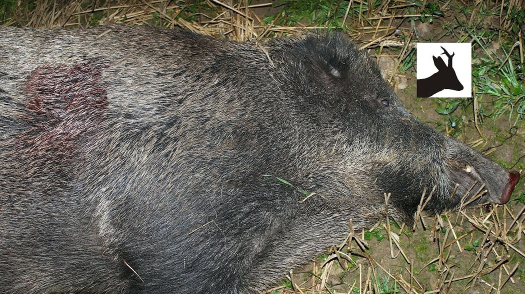 September full moon second pig. Wild boar on a stubble. Polowanie na dziki.