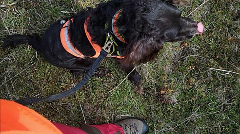 So macht man den Jagdhund für jeden Schützen auf der Drückjagd hörbar.