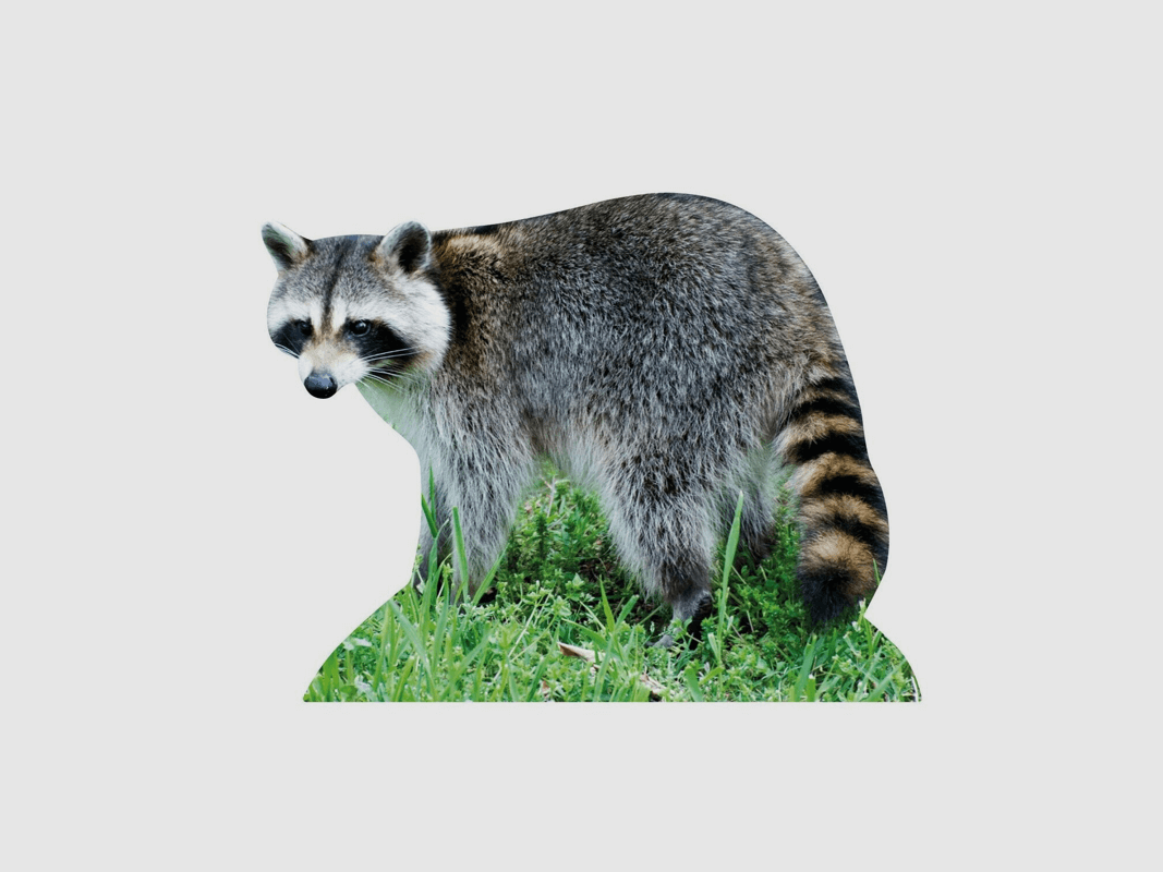Supporto per animali Procione