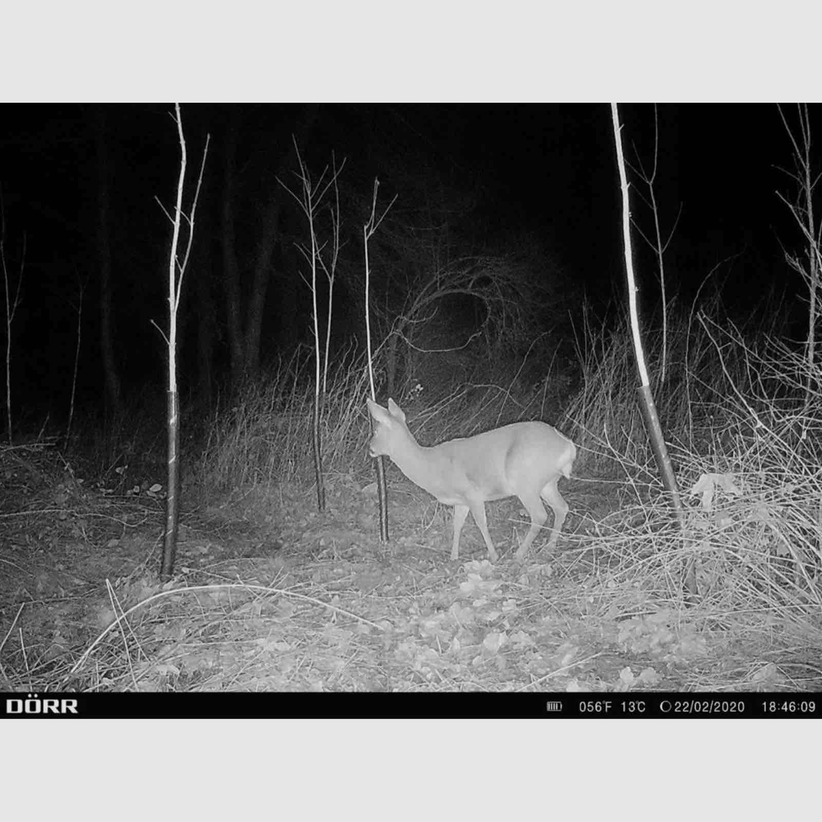 Dörr 204440 Caméra de surveillance et de chasse SnapShot Cloud 4G