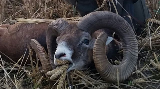 Pirsch auf einen Goldmedallien Widder / stalk for a gold medal mouflon