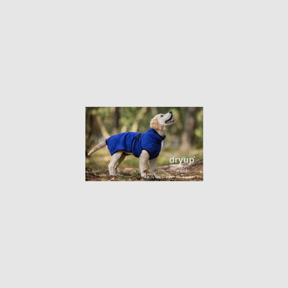Dry-up Cape Mini Blueberry