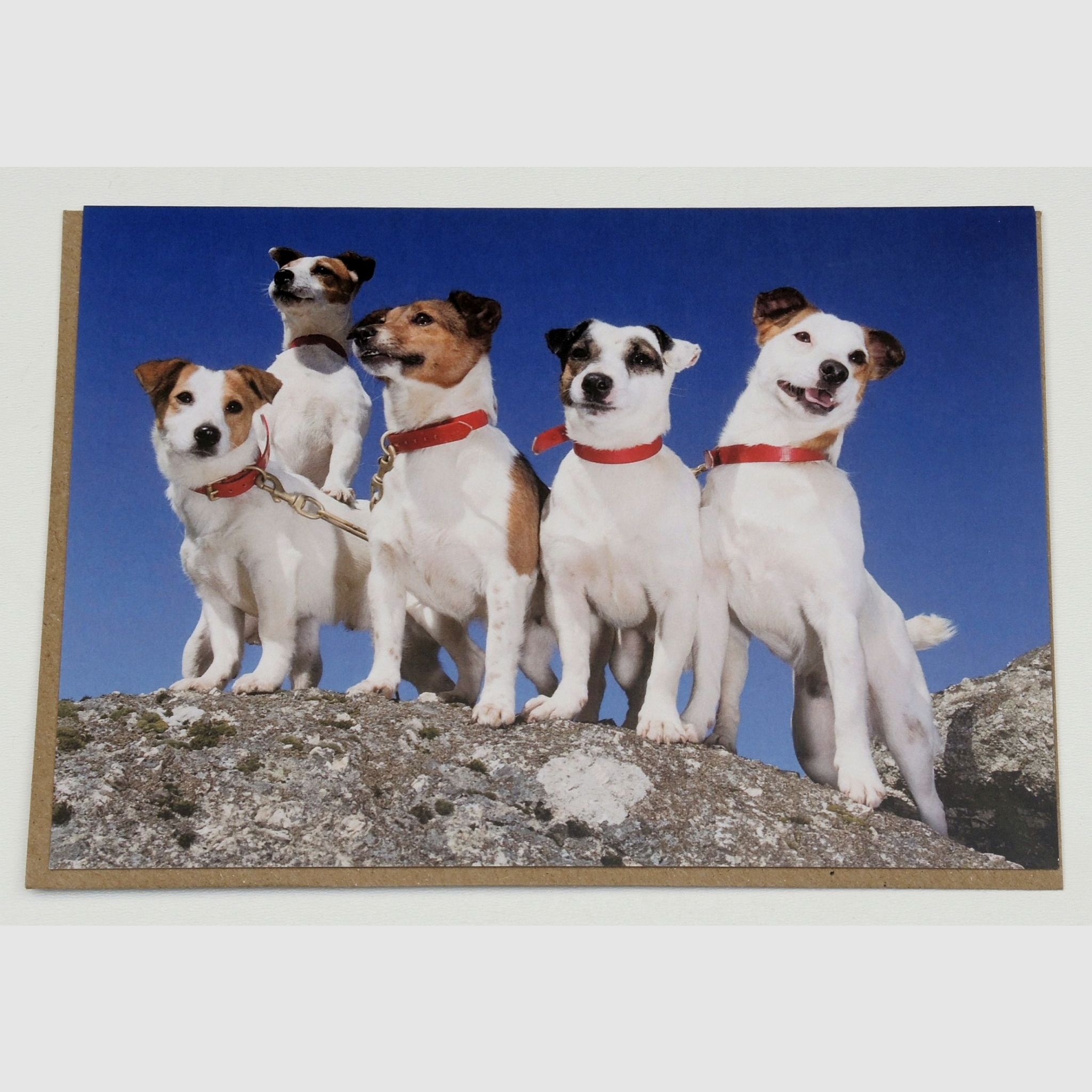 Grußkarte 5 Terrier