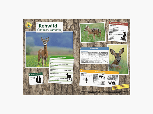 Lernort Natur-Tiertafel DIN A3 Rehwild