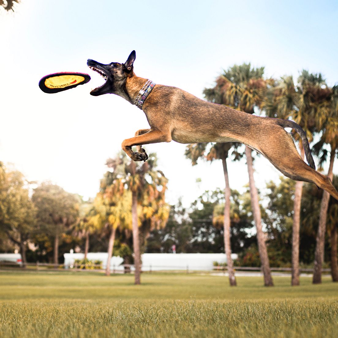 Rasseprofil: Malinois