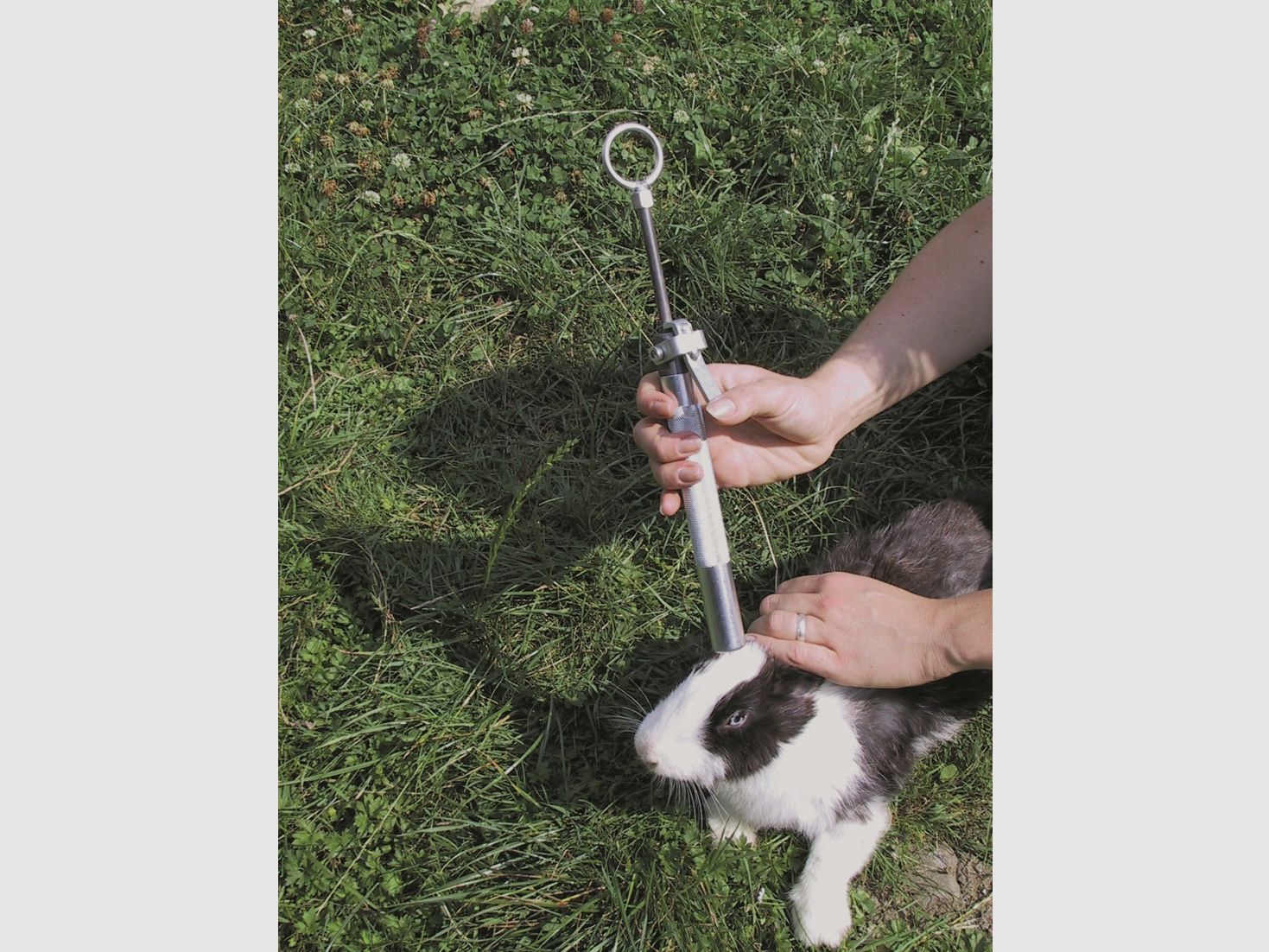 Tueur de lapins Kieferle