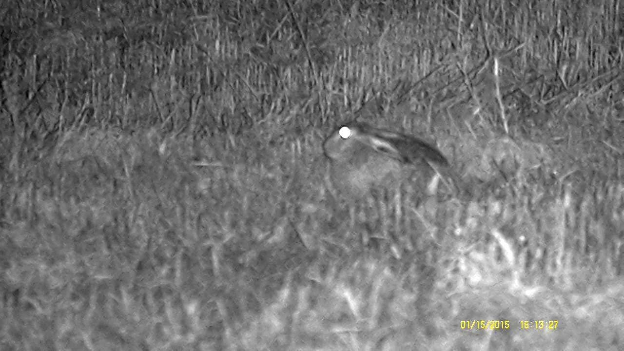 Digitales Tag- und Nacht-Nachtsichtgerät NachtJager NH-1 6x50, Bild 20 von 28