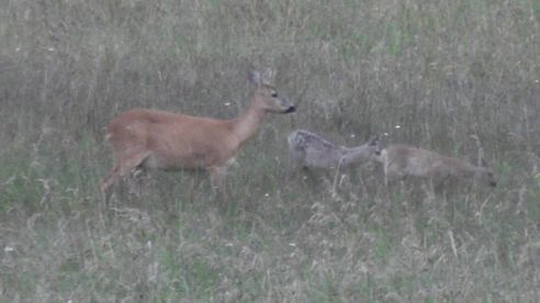 Jagderleben im Juni , bockjagd, jakt, hunting, roebuck, fuchs, fox, kitz,