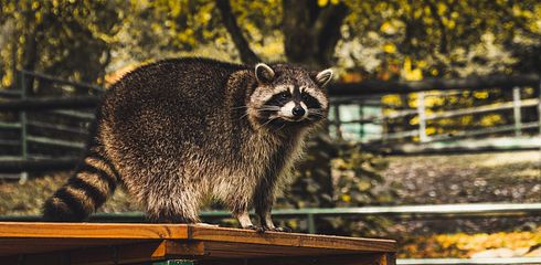 Die Jagd auf Raubwild