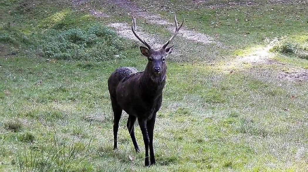 Sika ( Cervus ippon )