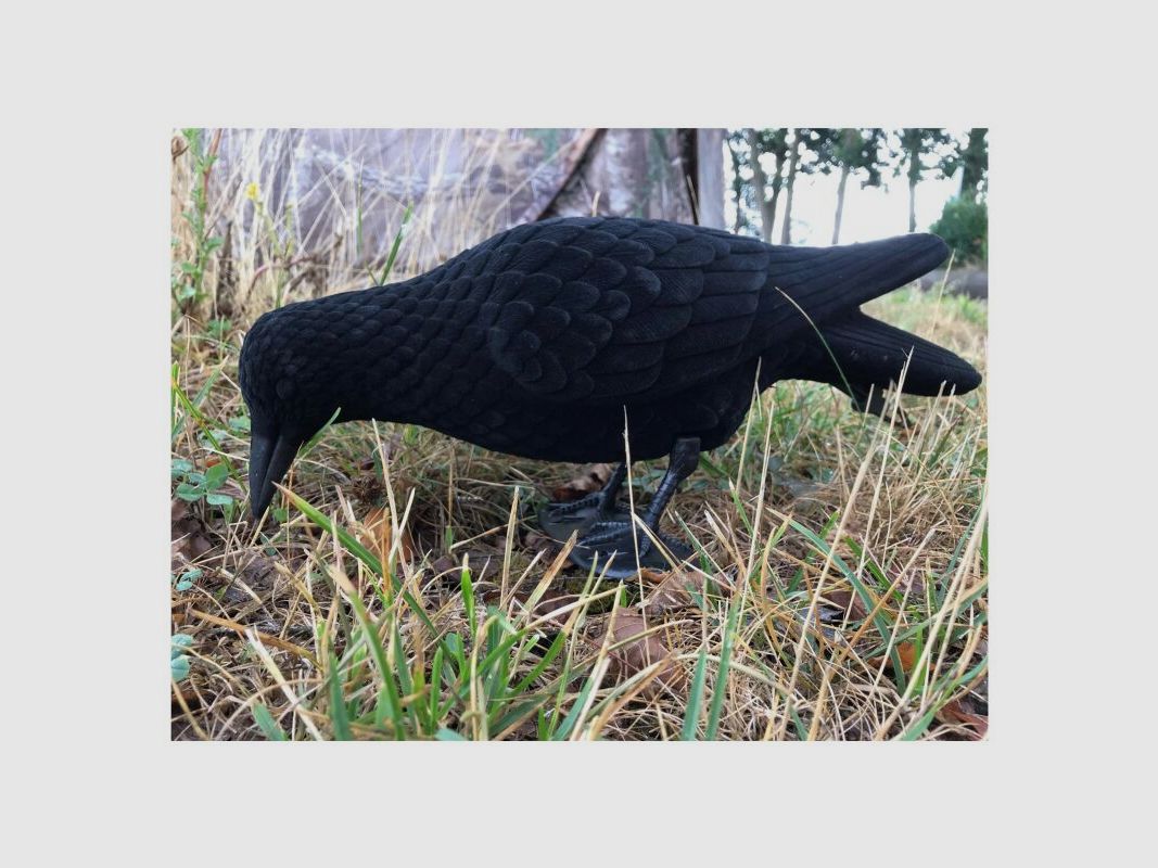 Lockkrähe pickend, beflockt 33cm