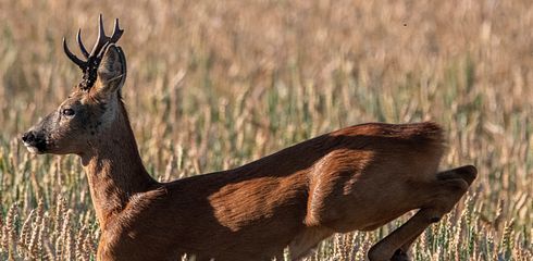 Die beste Ausrüstung für die Bockjagd