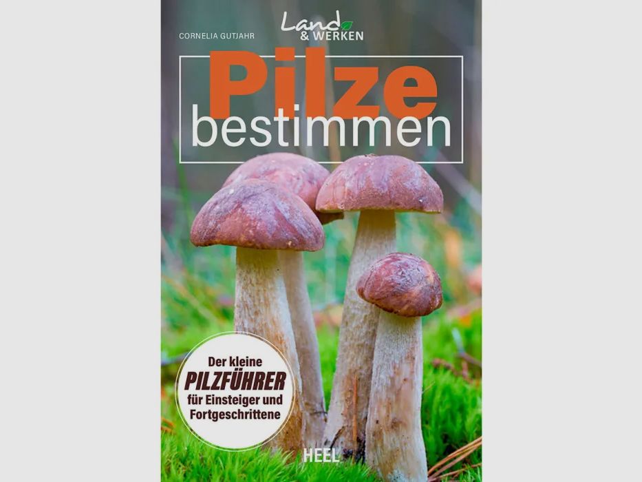 Pilze bestimmen