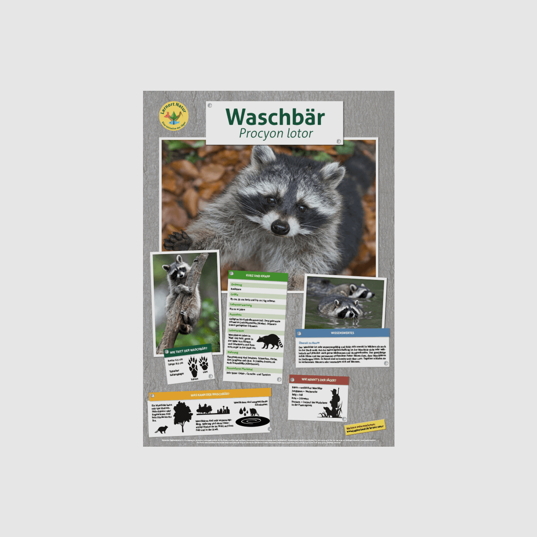 Lernort Natur-Tierposter Waschbär