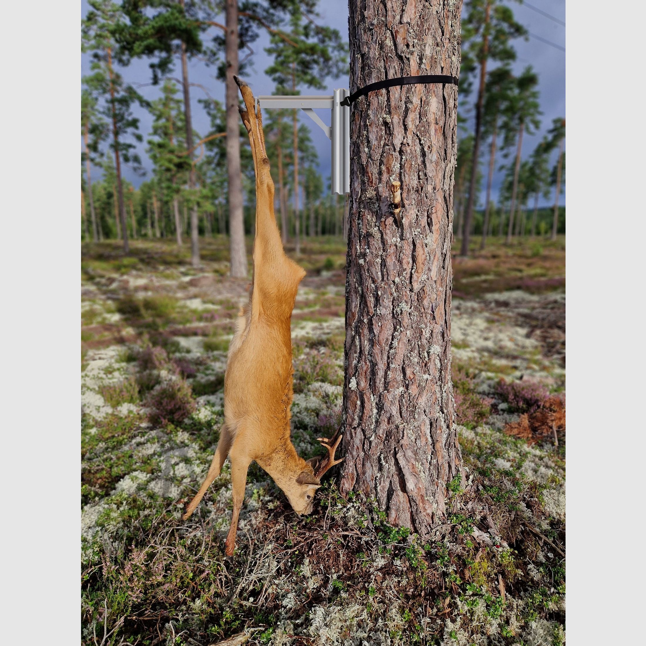 Boarhanger Wildgalgen
