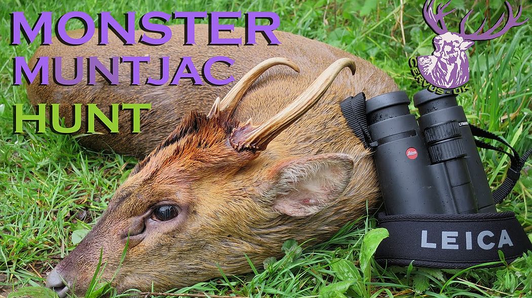 MONSTER Muntjac Buck Hunt, UK 2014 (HD)
