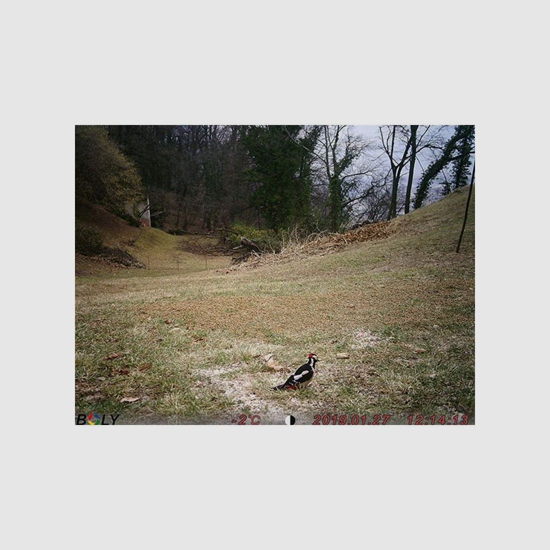 Fototrappola Scout Guard EzGo, immagine 5 di 6