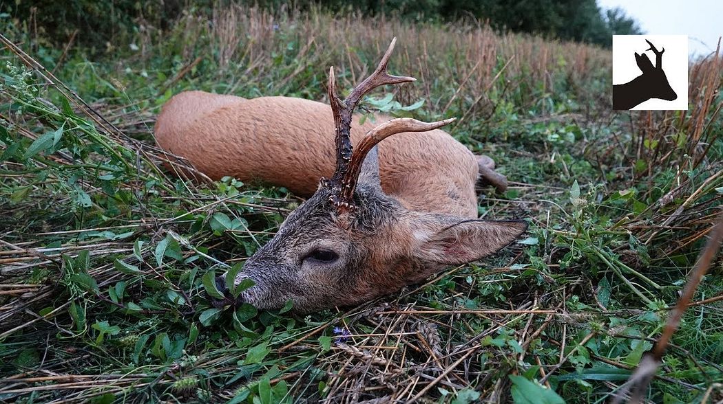 Malform roebuck during thunderstorm - Myłkus w czasie burzy