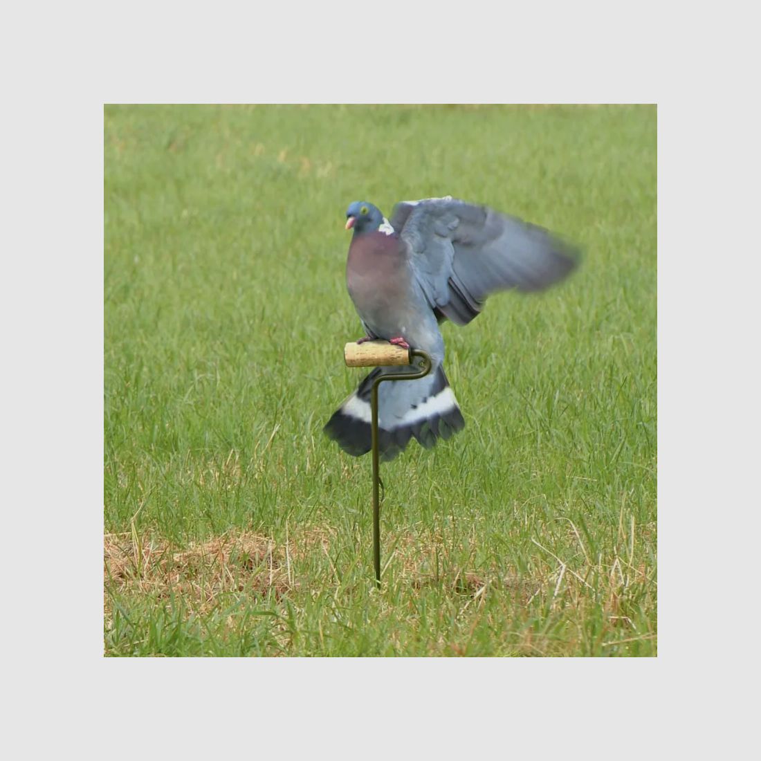 Rodillo eléctrico para palomas, imagen 2 de 5