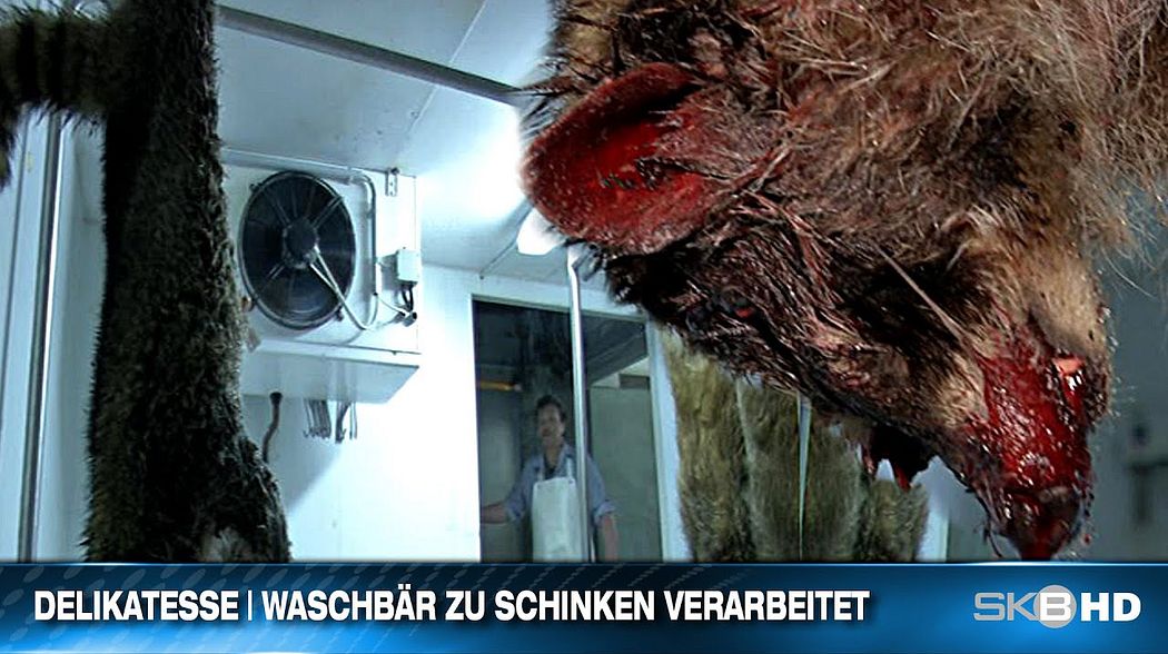 DELIKATESSE | WASCHBÄR ZU SCHINKEN VERARBEITET