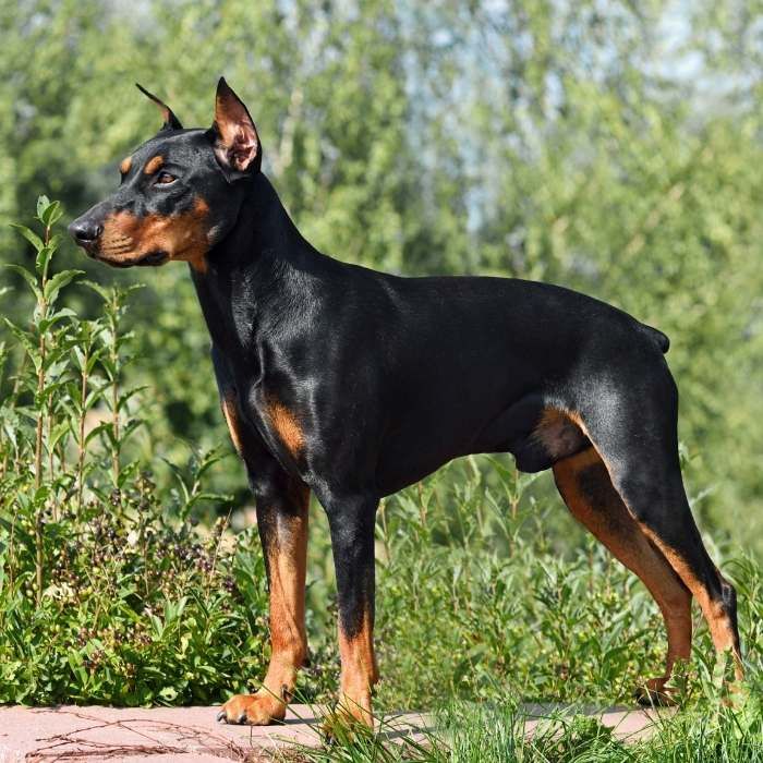 Rasseprofil: Deutscher Pinscher