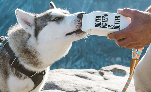 How much should a dog drink?